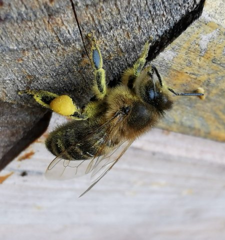 Biene mit Pollen