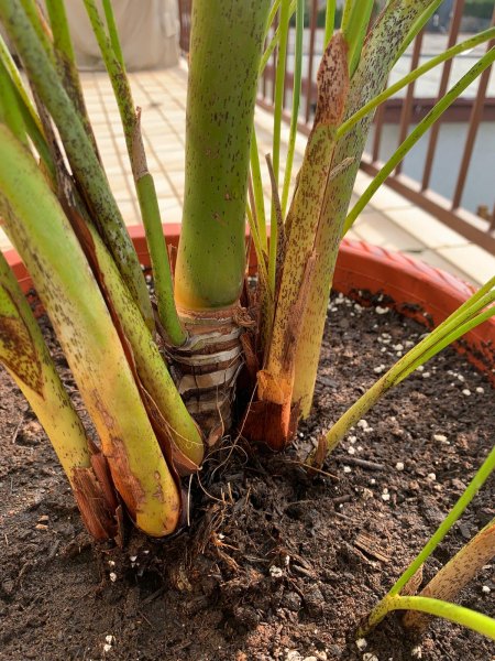 Areca / Goldfruchtpalme + Ficus & Dracena pflegen / in schlechtem Zustand