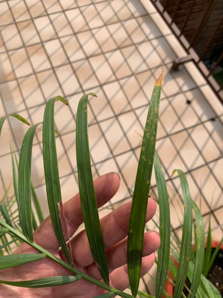 Areca / Goldfruchtpalme + Ficus & Dracena pflegen / in schlechtem Zustand