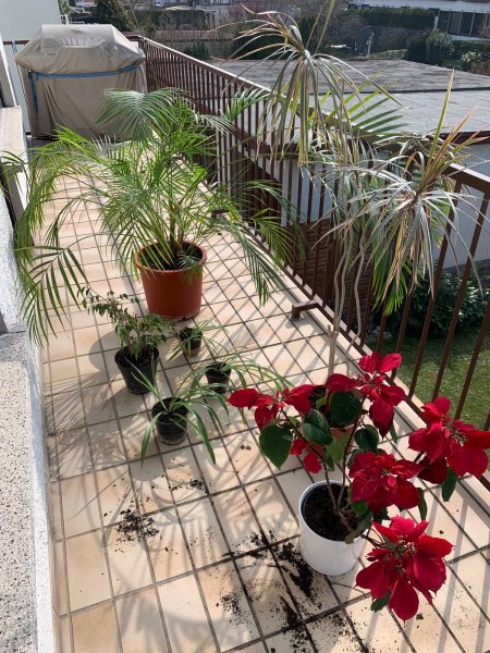 Areca / Goldfruchtpalme + Ficus & Dracena pflegen / in schlechtem Zustand