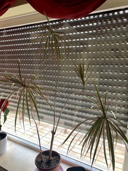 Areca / Goldfruchtpalme + Ficus & Dracena pflegen / in schlechtem Zustand