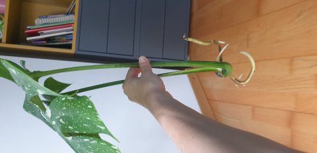 Einsetzen meines Monstera Stecklings