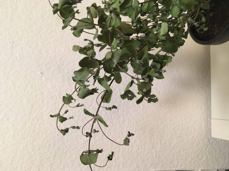 Neuer Eukalyptus jetzt schon am sterben?