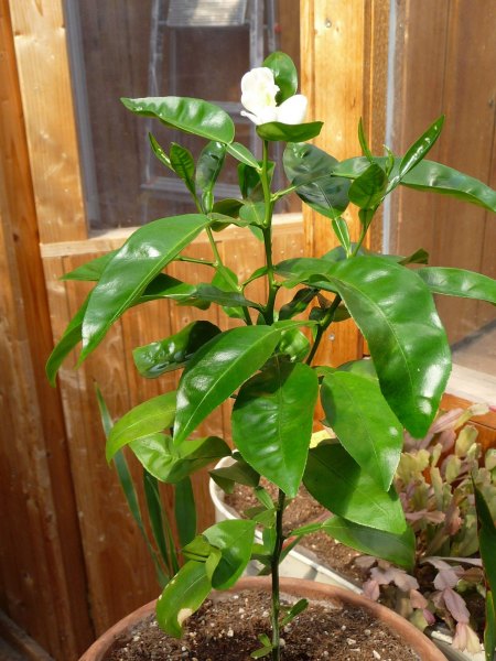 Citrus-Pflanze