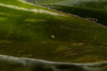 Calathea Magicstar benötigt Hilfe
