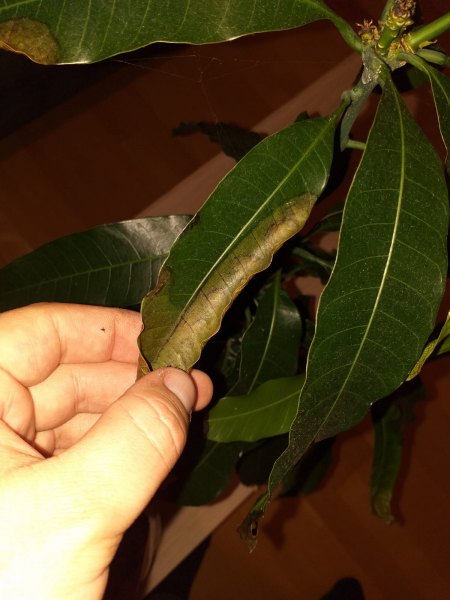 Mango- Milben oder Pilz