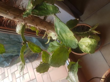 Brasiliopuntia Brasiliensis kraftlos