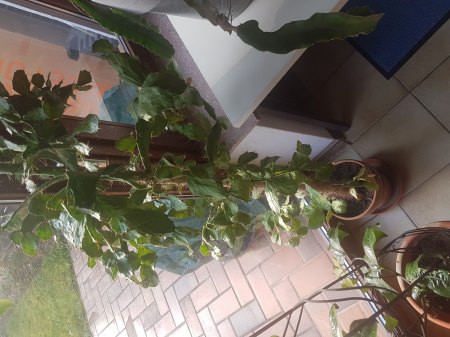 Brasiliopuntia Brasiliensis kraftlos