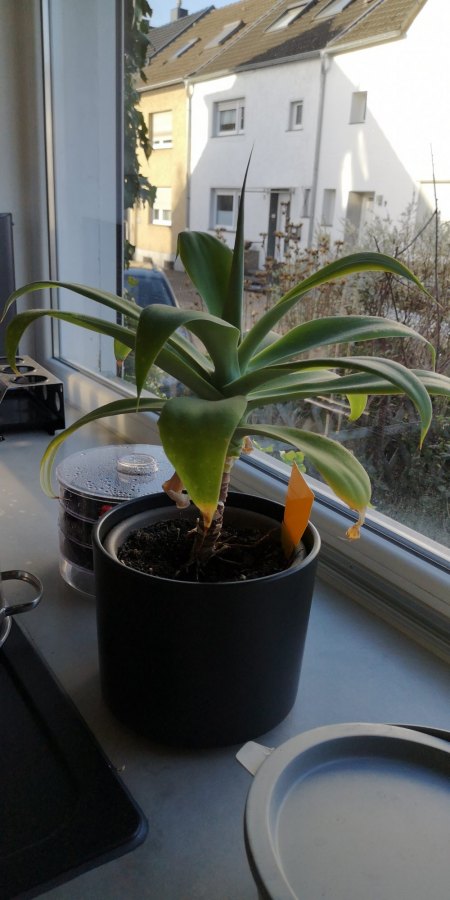 Agave Attenuata hat seltsame Blattflecken