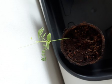 Benötige Hilfe bei brasilianischem Regenbaum - Blätter kräuseln sich
