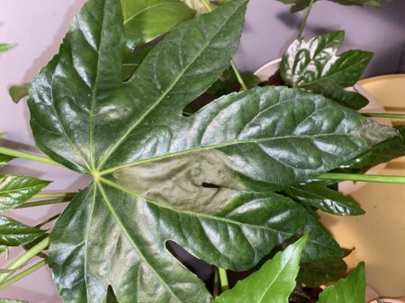 1. beschädigtes Blatt