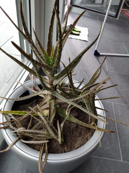 Aloe Vera sieht jeden Tag schlechter aus · Pflanzenkrankheiten & Schädlinge  · GREEN24 Pflanzen & Garten Forum