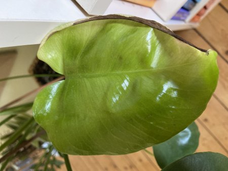 Blatt 2