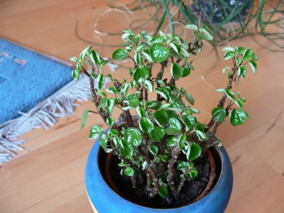 Pflänzchen.JPG