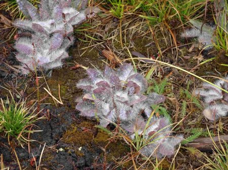 Was ist das für eine Pflanze?