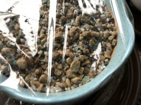 Lebende Steine und Granite - Lithops - Pleiospilos III
