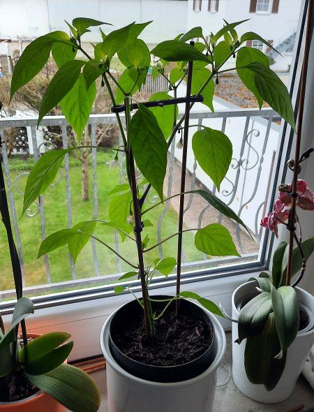 Chili - Peperoni - Capsicum III