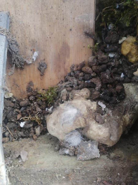 Foto 2 (Kot)