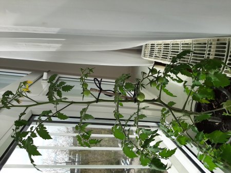 Tomaten - Paradeiser - Solanum lycopersicum