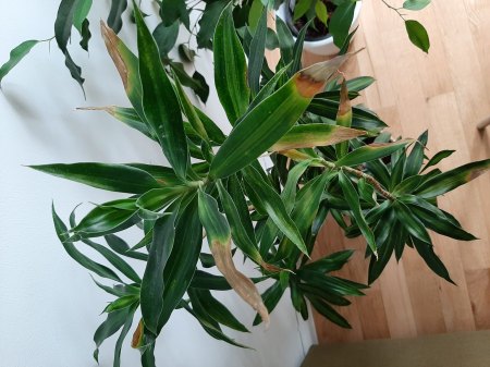 Pflanze (Drachenbaum?) bekommt braune Blätter