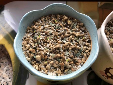 Lebende Steine und Granite - Lithops - Pleiospilos III