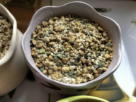 Lebende Steine und Granite - Lithops - Pleiospilos III