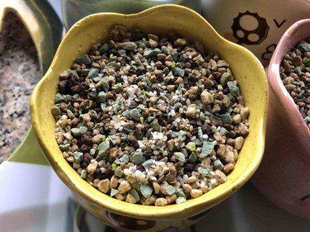 Lebende Steine und Granite - Lithops - Pleiospilos III