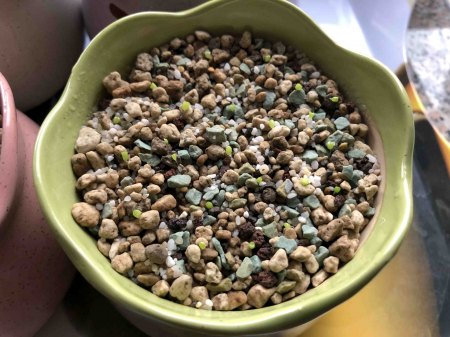 Lebende Steine und Granite - Lithops - Pleiospilos III