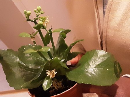 Was bin ich? - Kalanchoe blossfeldiana - Flammendes Käthchen