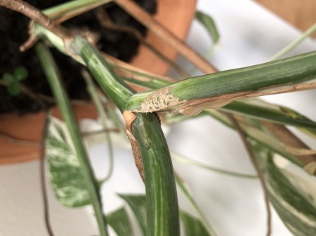 Monstera mit Schädlingen?