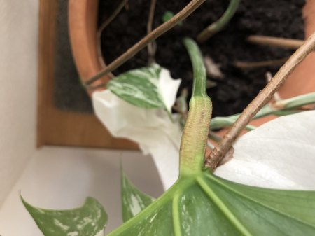 Monstera mit Schädlingen?