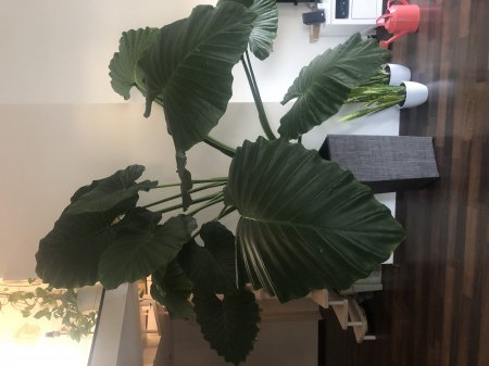 Riesiger Elefantenohr / Alocasia umtopfen