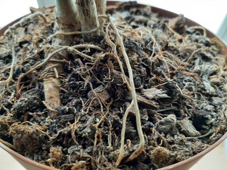 Pflanze (Drachenbaum?) bekommt braune Blätter