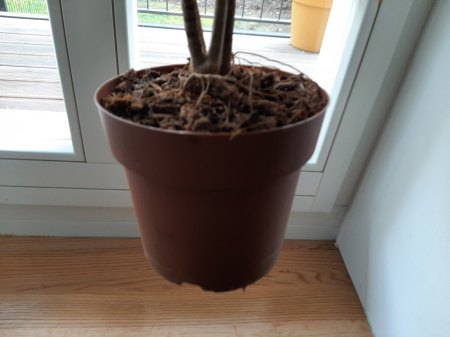 Pflanze (Drachenbaum?) bekommt braune Blätter