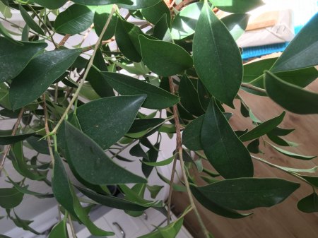 Noch ein Ficus Ginseng