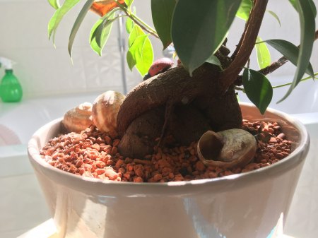 Noch ein Ficus Ginseng