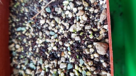 Sinningia cooperi