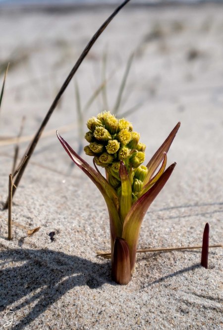 Pflanze im Sandstrand Rügens - Filzige Pestwurz - Petasites spurius