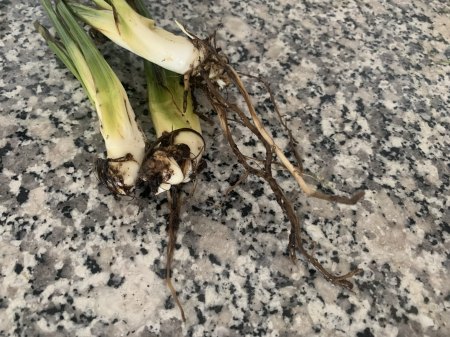 Wurzeln Exemplar 1