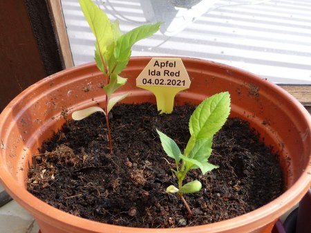 Apfel