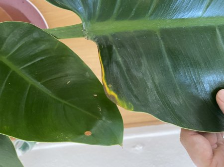 Verfärbung am beschnittenen Blatt