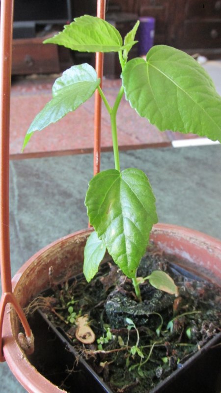 Hibiskus Moscheutus-Frage
