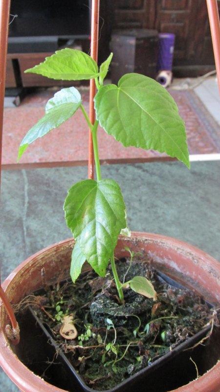 Hibiskus Moscheutus-Frage