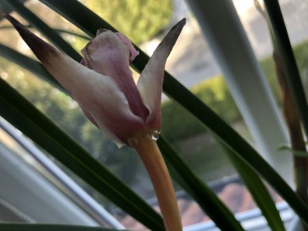 Orchidee Cymbidium - klebrige Tropfen verblüht