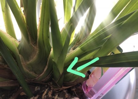Orchidee Cymbidium - klebrige Tropfen verblüht