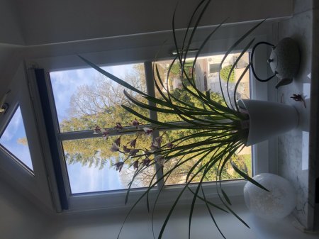 Orchidee Cymbidium - klebrige Tropfen verblüht