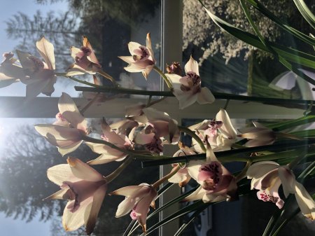 Orchidee Cymbidium - klebrige Tropfen verblüht