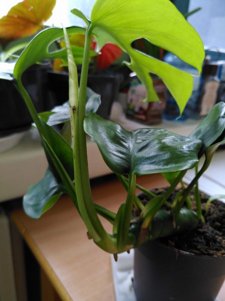 Foto1