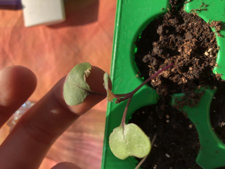 Kohlrabi - weiß-bräunliche Flecken - Pilz oder Schädling?