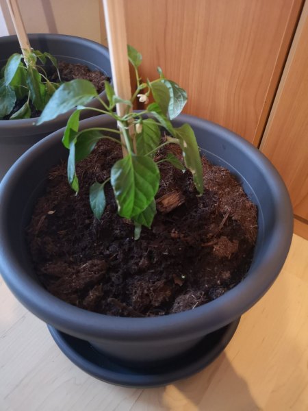 Chillipflanzen lassen Blätter hängen